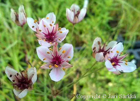 Butomus umbellatus, sarjarimpi